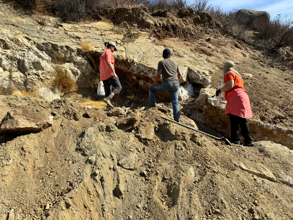 Swamp Dike/ Spaulding Ledge Dual Dig
